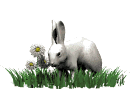 rabbit_in_grass_md_wht.gif
